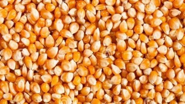 الذرة