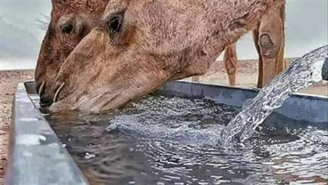 سبق نيوز
