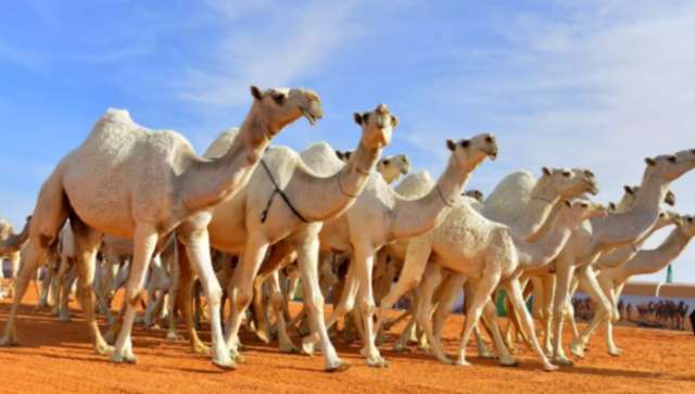 سبق نيوز