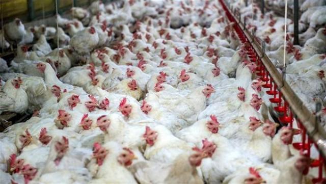 أسعار الدواجن في المزرعة
