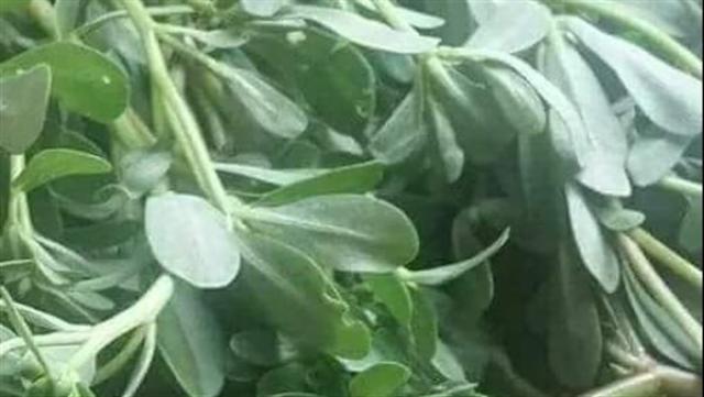 سبق نيوز