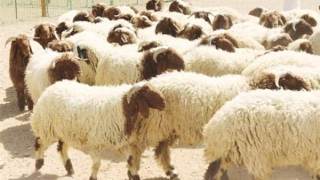 سبق نيوز