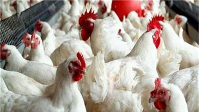 أسعار الدواجن في المزرعة